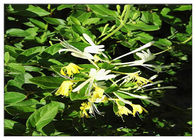 Wiciokrzew Kwiat Antybakteryjne ekstrakty roślinne Kwas chlorogenowy 5% CAS 327 97 9