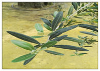 Hydroksytyrozol 20% Naturalne przeciwzapalne suplementy Ekstrakt z liści oliwnych dla Ardiovascular