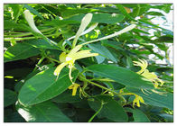 Ekstrakt z kwiatu wiciokrzewu przeciw wirusowi, wyciąg z kwiatu Lonicera Japonica CAS 327 97 9