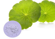 Gotu Kola Natural Cosmetic Ingredients 60 - 90% ekstrakcja liści do pielęgnacji skóry