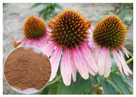 Suplement diety Czysty ziołowy ekstrakt Echinacea Purpurea Powder Poprawiający odporność