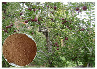antybakteryjny wyciąg z korzenia i kory jabłoni Phloridizin do suplementu diety