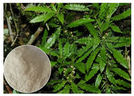 Ulepszanie ekstraktu z rośliny Ekstrakt z proszku Huperzine A 99% CAS 102518 79 6