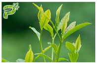 Proszek ekstraktu z zielonej herbaty Zapobieganie objawom radykalnym Polifenole 95% Test UV