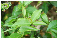 CAS 989 51 5 Ekstrakt z liści zielonej herbaty Egcg, suplementy zielonej herbaty do odchudzania