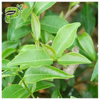 CAS 989 51 5 EGCG Ekstrakt z zielonej herbaty Gatunki kosmetyczne Epigallocatechin Gallate Ingredient