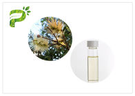 50% - 60% Zawartość olejków eterycznych z drzewa Olej aromaterapeutyczny Melaleuca Cajuputi Minor Oil