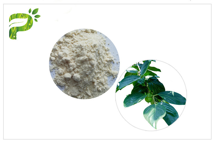 Ursolic Acid CAS 77 52 1 Persimmon Leaf Powder Sports Nutrition For Weight Control