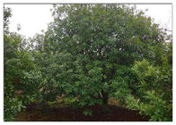 Wyciąg z kory Bayberry Naturalne suplementy przeciwzapalne Zielony proszek CAS 529 44 2