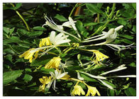 Leczenie ekstraktu z kwiatu wiciokrzewu, 25% ekstraktu Lonicera Japonica z kwasem chlorogenowym