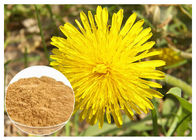 Anti Cancer Dandelion Root Powder Natural Extraction Poprawia funkcję wątroby