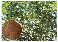 Przeciwutleniacz skóry Ekstrakt roślinny Puder Phloretin Wyciąg z korzenia jabłoni i korzeni