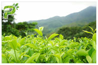 Herbata zielona Polifenole Ekstrakt roślinny w proszku 95% do suplementów diety Utrata wagi