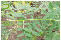 Cycloastragenol Astragalus Membranaceus Extract Przeciwzapalny składnik Astragaloside IV