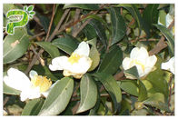 Naturalny składnik kosmetyczny Olejek kamelia Oleifera Abel Wyciąg z herbaty Saponiny do emulgatora