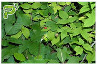 Leczenie kaszlu Czyste ziołowe suplementy Ekstrakt z krzewu liścia Hedera Helix Hederacoside 10%