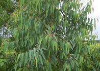 Naturalne oleje roślinne Eucalyptus Globulus 8000 48 4 Bezbarwna lub jasnożółta ciecz