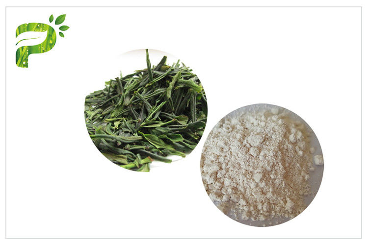 Naturalny antyoksydacyjny wyciąg z zielonej herbaty EGCG Przeciwnowotworowy proszek CAS 989 51 5