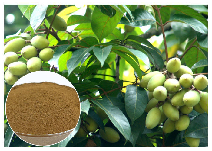 Oleuropeina Naturalny ekstrakt z liści oliwnych Naturalny składnik z testem HPLC
