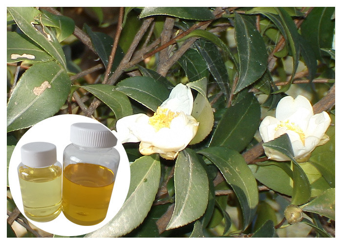 Kwas tłuszczowy Naturalne składniki kosmetyczne z nasion Camellia Oleifera