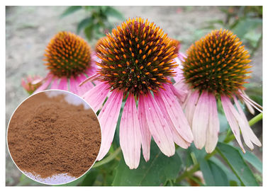 Echinacea pururea Przeciwgrzybicze ekstrakty roślinne Polifenol Powder Form Improveing ​​Immune System