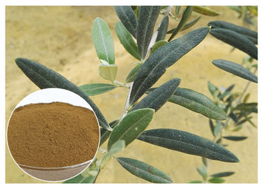 80 mesh naturalny ekstrakt z liścia oliwnego proszek poprawiający odporność układu odpornościowego