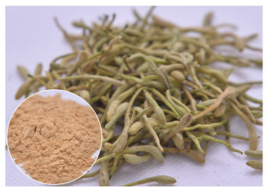 5%, 25% Lonicera japonica Ekstrakt z kwiatów miodu