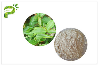 CAS 989 51 5 Ekstrakt z liści zielonej herbaty Egcg, suplementy zielonej herbaty do odchudzania