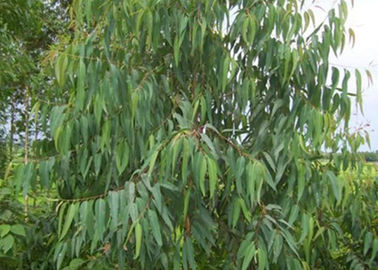 Naturalne olejki eteryczne przeciwgrzybicze Olej eukaliptusowy Globulus Nr CAS 8000 48 4